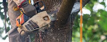 Best Root Management and Removal  in Canonsburg, PA