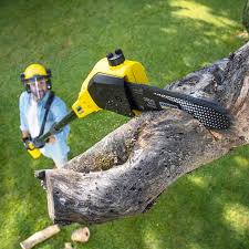 Best Lawn Mowing  in Canonsburg, PA