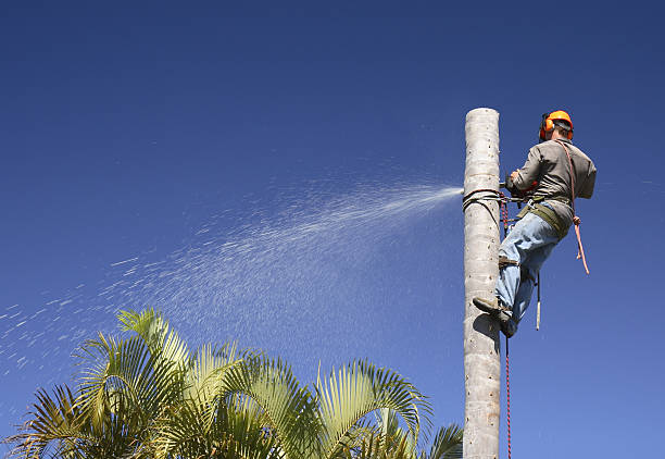 Best Fruit Tree Pruning  in Canonsburg, PA