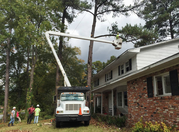 Best Tree Disease Treatment  in Canonsburg, PA