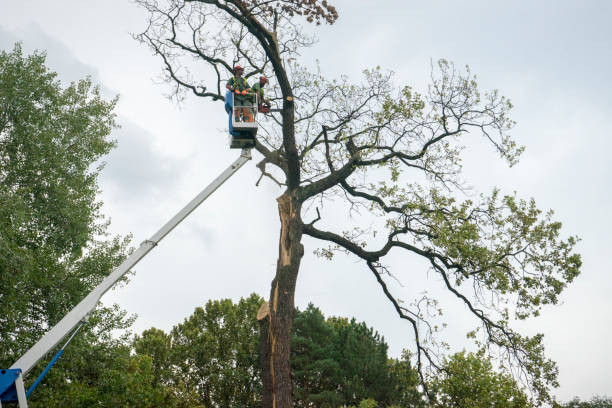 Trusted Canonsburg, PA Tree Care Experts